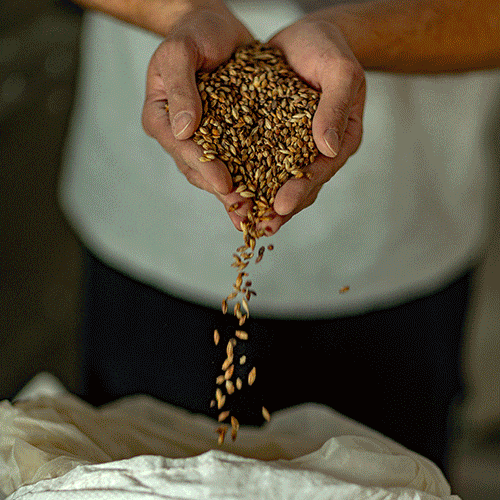 Découverte de notre micro brasserie